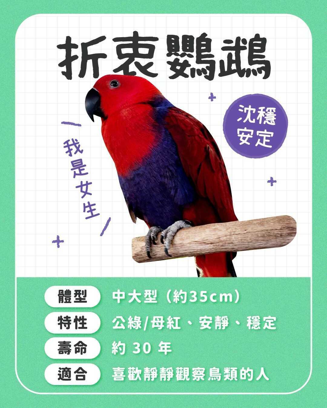 适合新手养的鹦鹉:10 种常见品种性格全对比