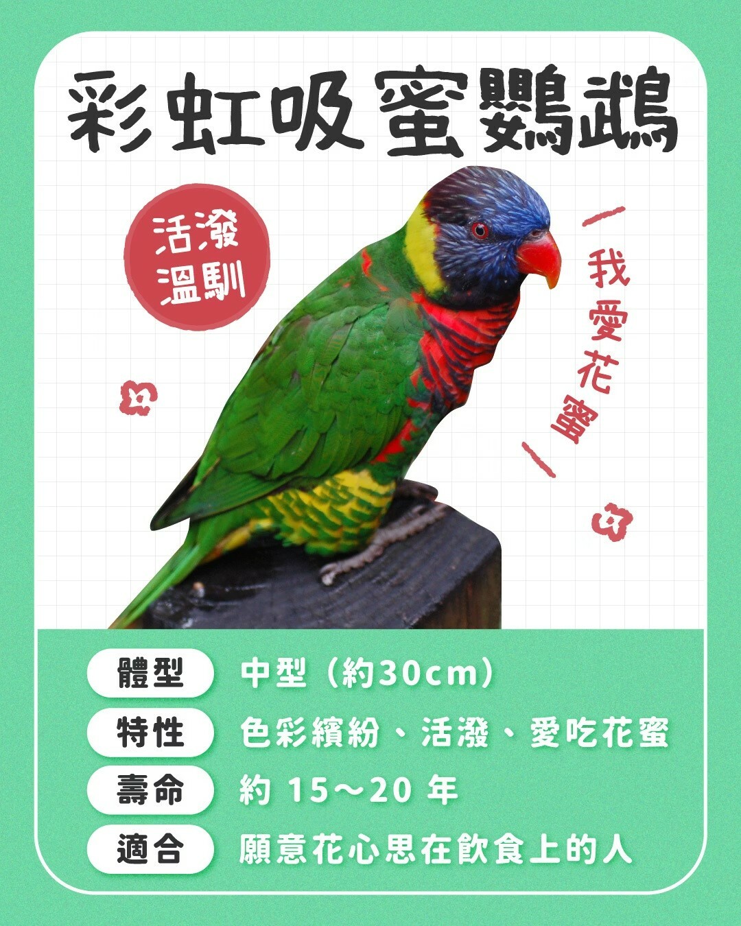 适合新手养的鹦鹉:10 种常见品种性格全对比