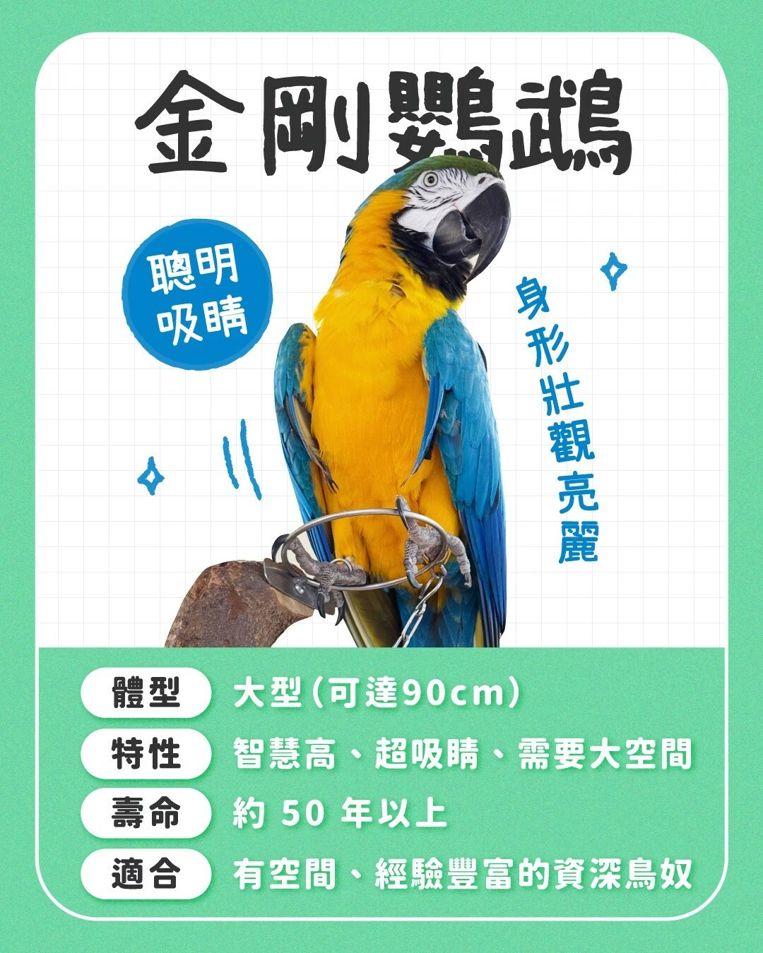 适合新手养的鹦鹉:10 种常见品种性格全对比