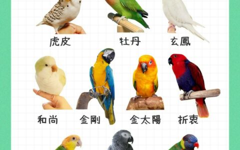新手养鹦鹉注意事项：从挑选到照护一篇通关