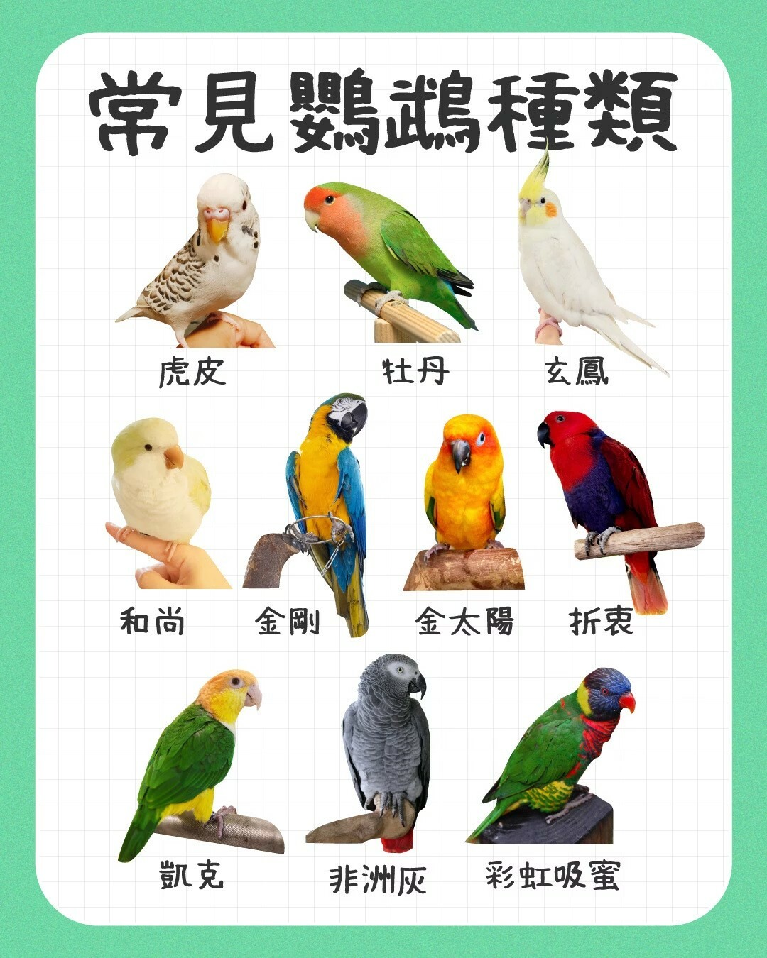 新手养鹦鹉注意事项:从挑选到照护一篇通关