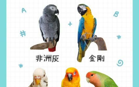 最会说话的鹦鹉排行榜：5 种高智商品种推荐