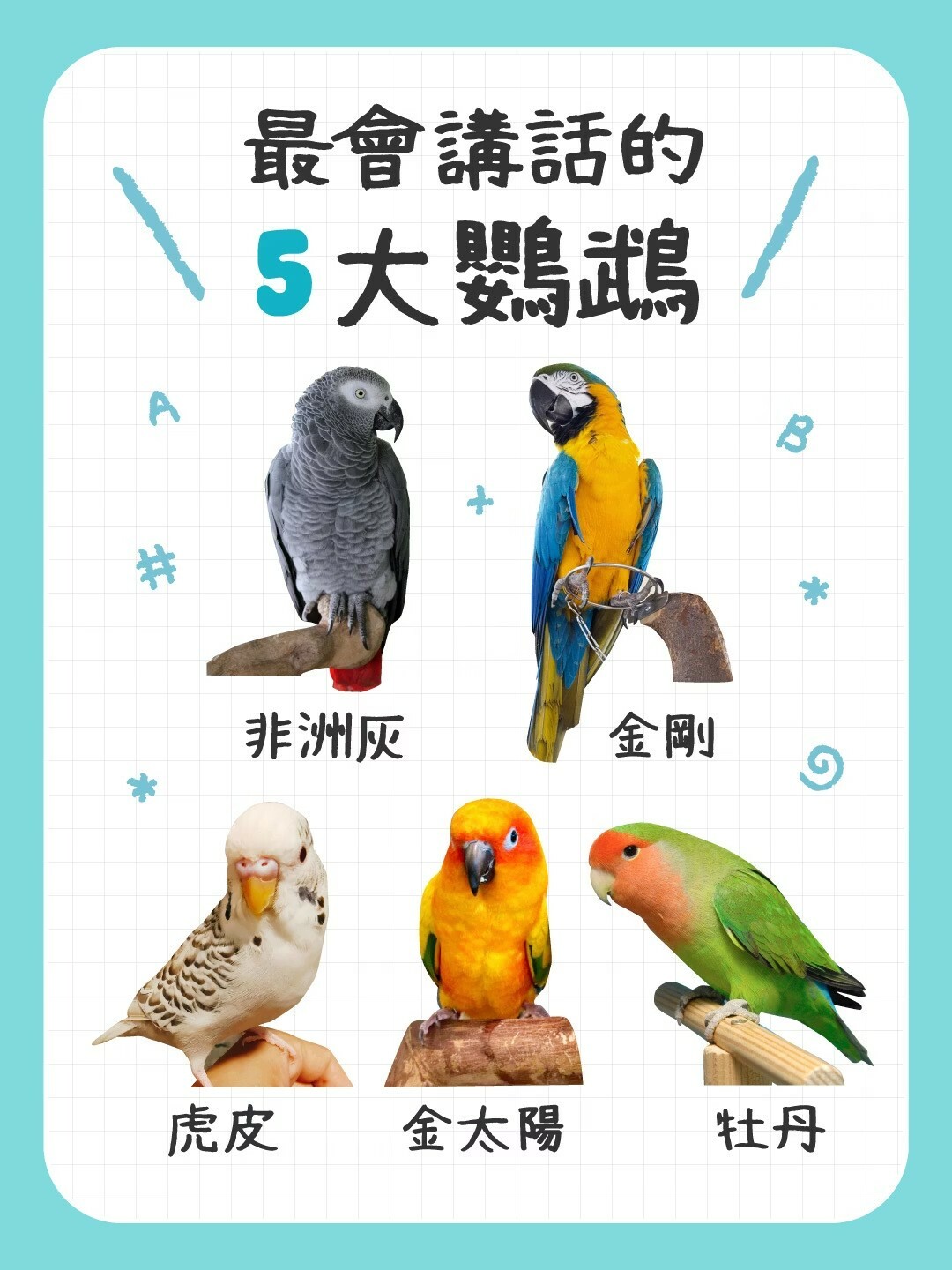 Ranking of the Best Talking Parrots: 5 Highly Intelligent Breeds Recommended