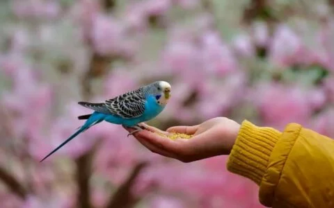 セキセイインコが最短で懐くトレーニング方法：2 ステップで大人しく手に乗せる