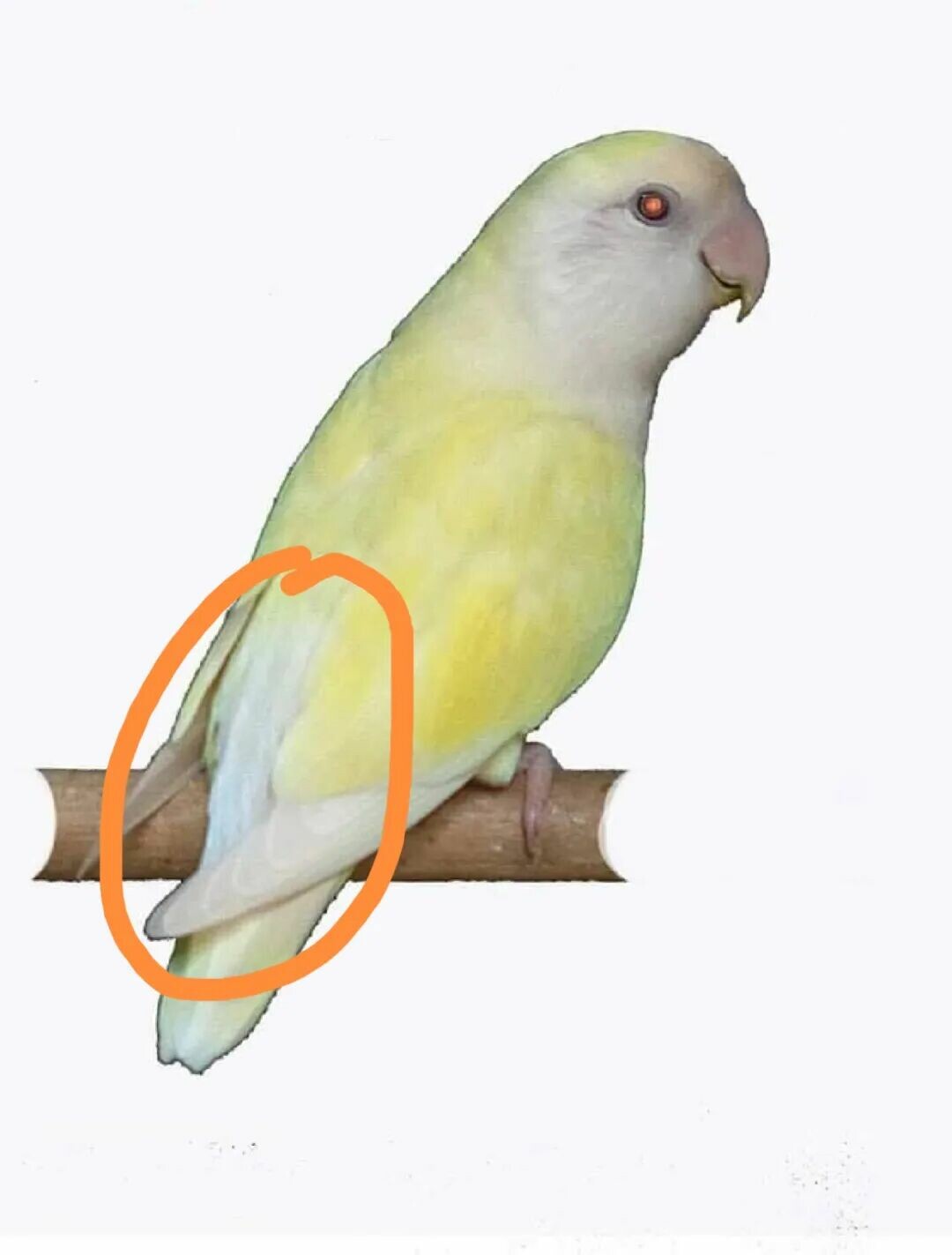 日系パイドコザクラインコ:偽物「日本桃」詐欺を見破る 3 つの秘訣