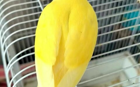日系パイドコザクラインコ：偽物「日本桃」詐欺を見破る 3 つの秘訣