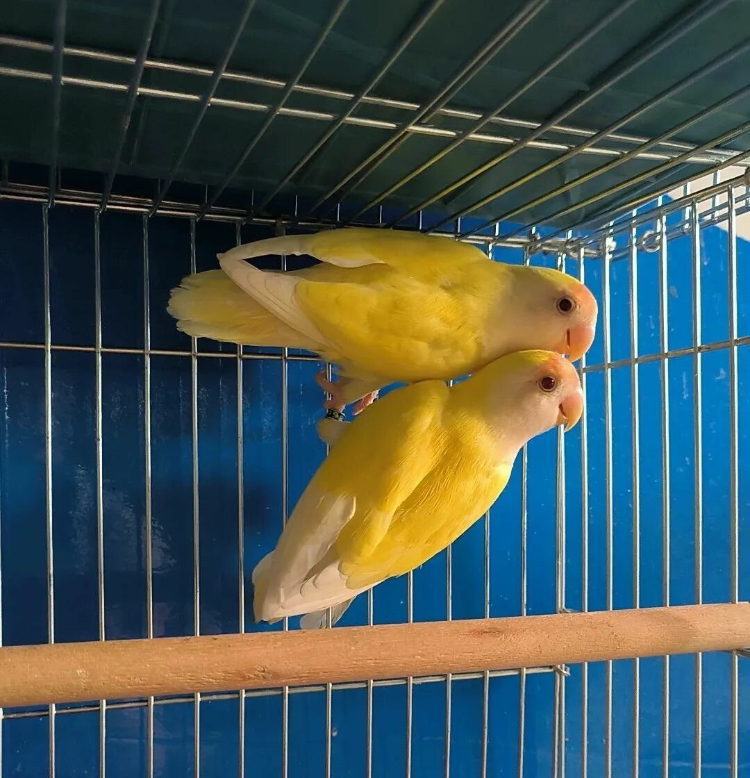 日系パイドコザクラインコ:偽物「日本桃」詐欺を見破る 3 つの秘訣
