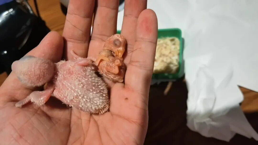 0 天手养鹦鹉教程 前三天：保姆级喂养实操指南