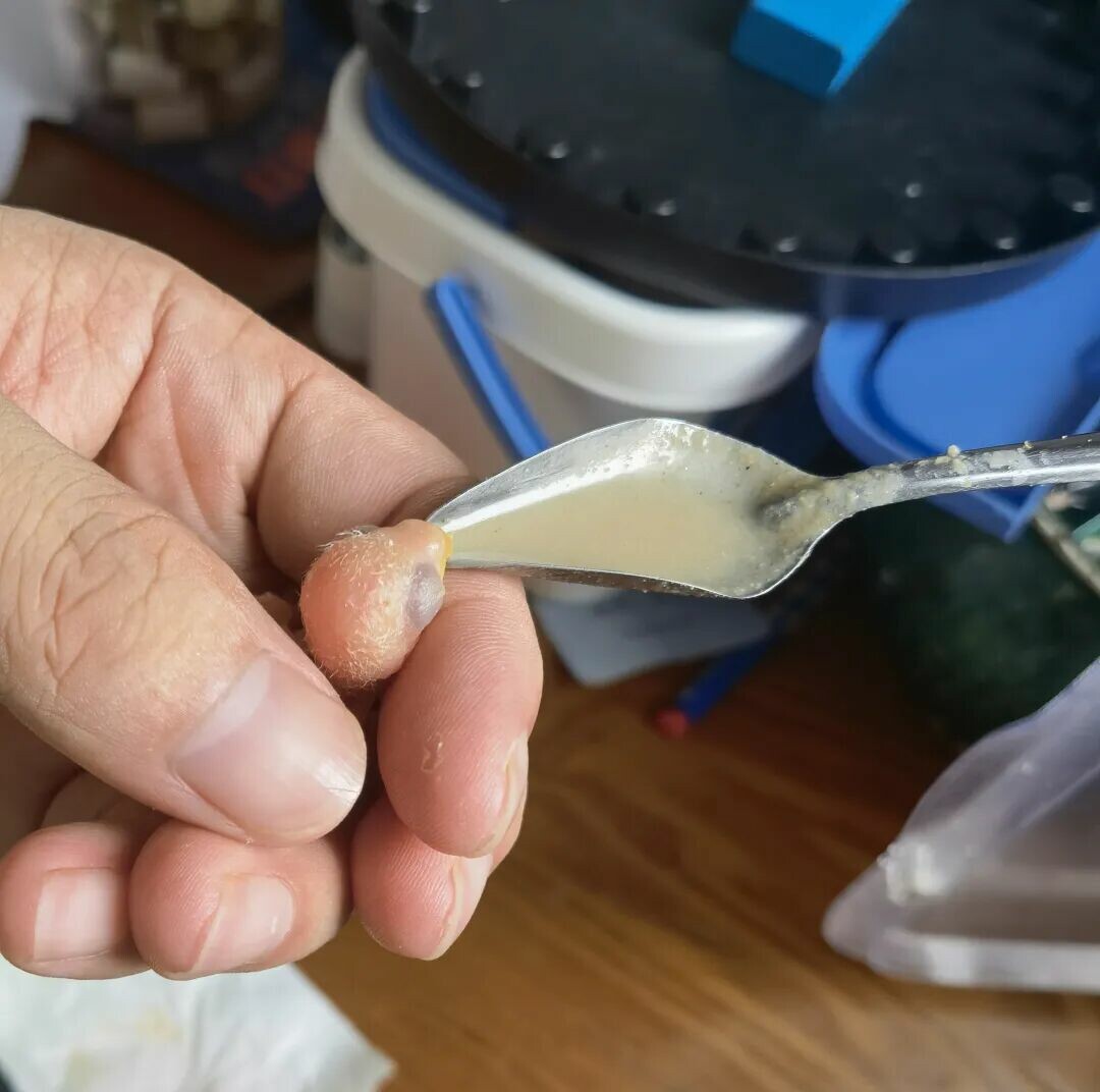 0 天手养鹦鹉教程 前三天：保姆级喂养实操指南