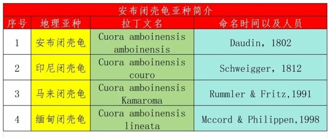 安布闭壳龟适合新手养吗:4 大亚种分辨与冬眠避坑指南