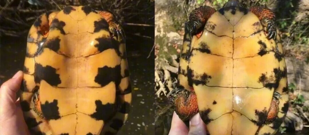 世界上最聪明的水龟:木雕水龟智商与饲养详解