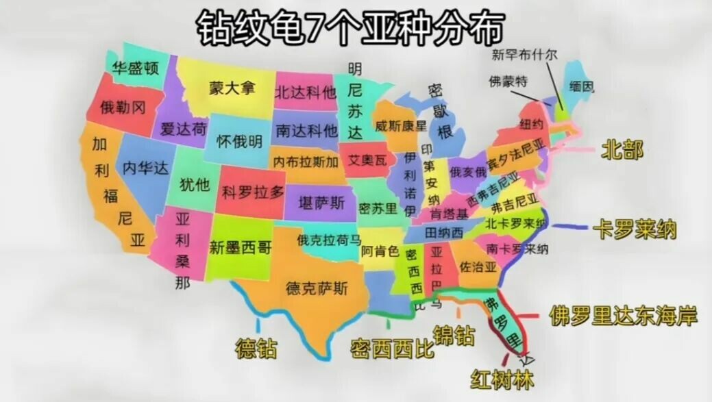 钻纹龟饲养方法大全:7 个亚种分类与水质环境全解析