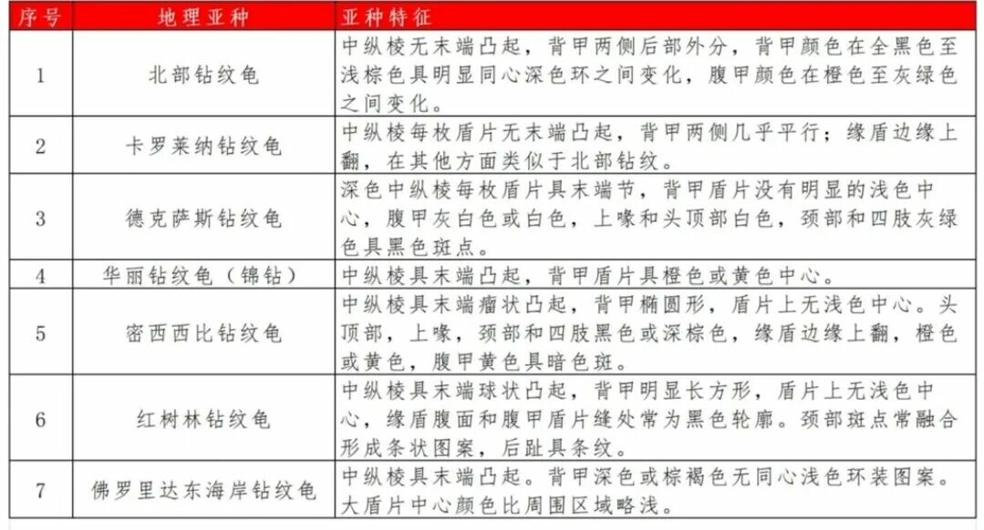钻纹龟饲养方法大全:7 个亚种分类与水质环境全解析