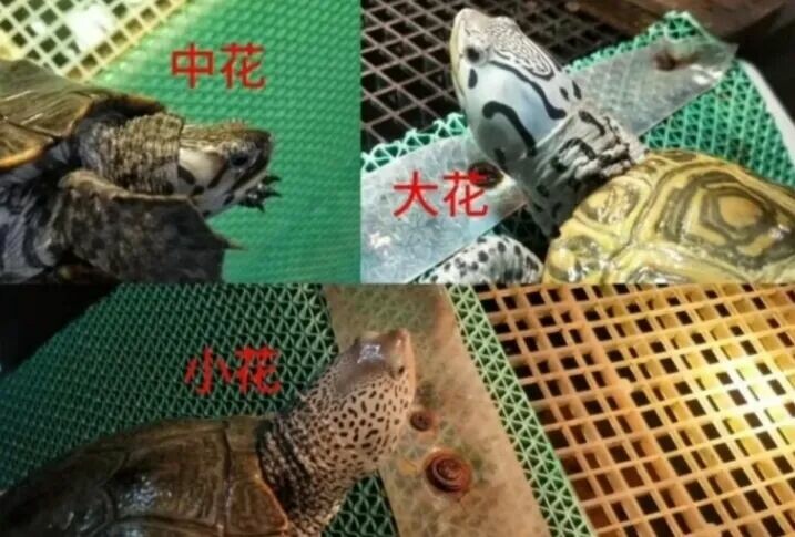 钻纹龟饲养方法大全:7 个亚种分类与水质环境全解析