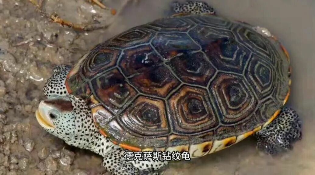 钻纹龟饲养方法大全:7 个亚种分类与水质环境全解析