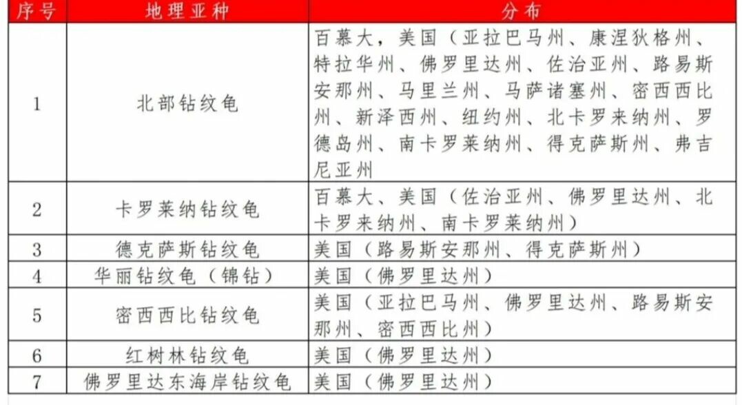 钻纹龟饲养方法大全:7 个亚种分类与水质环境全解析