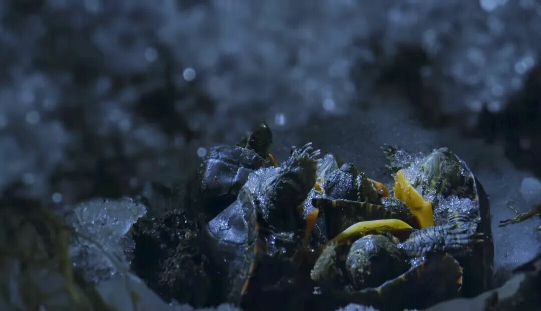 自然界神奇乌龟有哪些:揭秘 12 种硬核生存超能力