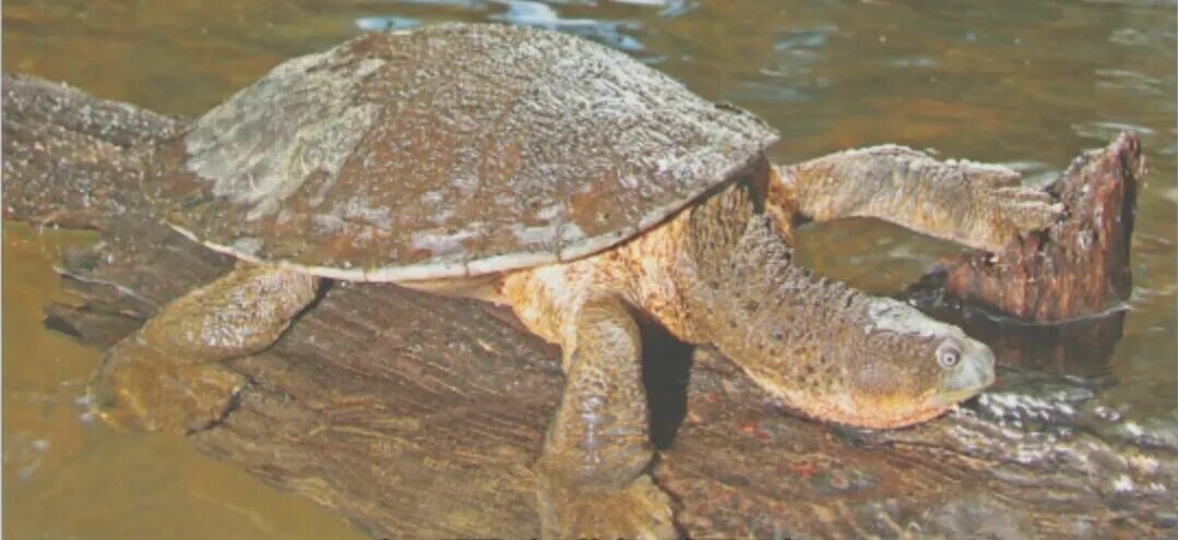 自然界の驚くべきカメたち:12 種類のタフで驚異的な生存能力を解明