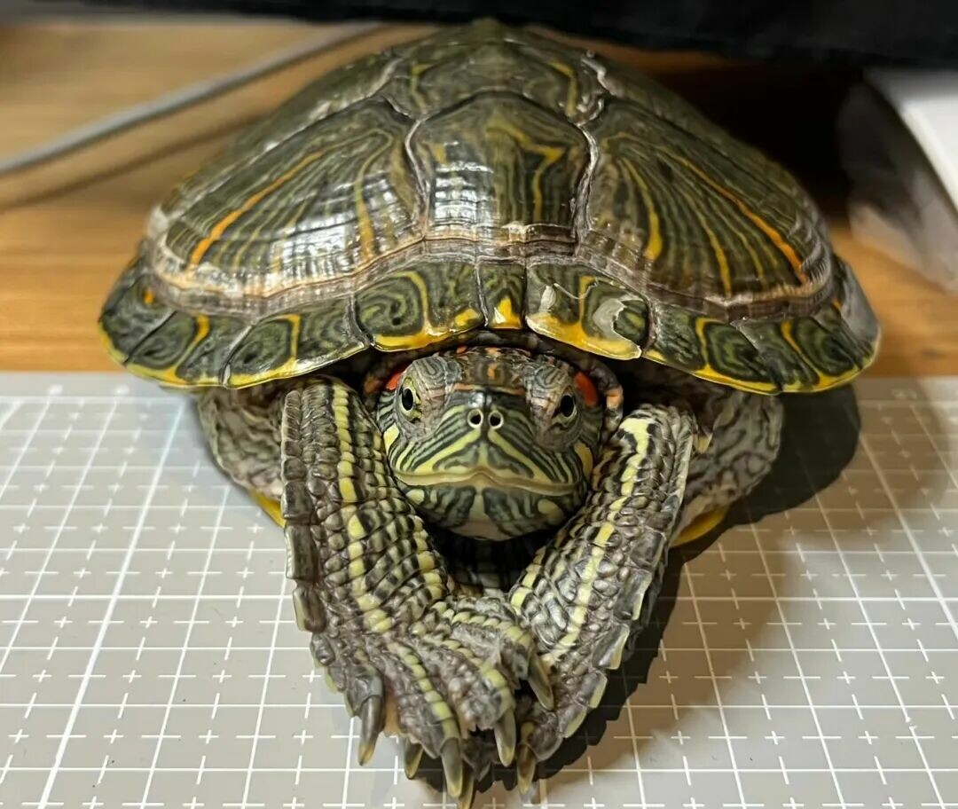 自然界の驚くべきカメたち:12 種類のタフで驚異的な生存能力を解明