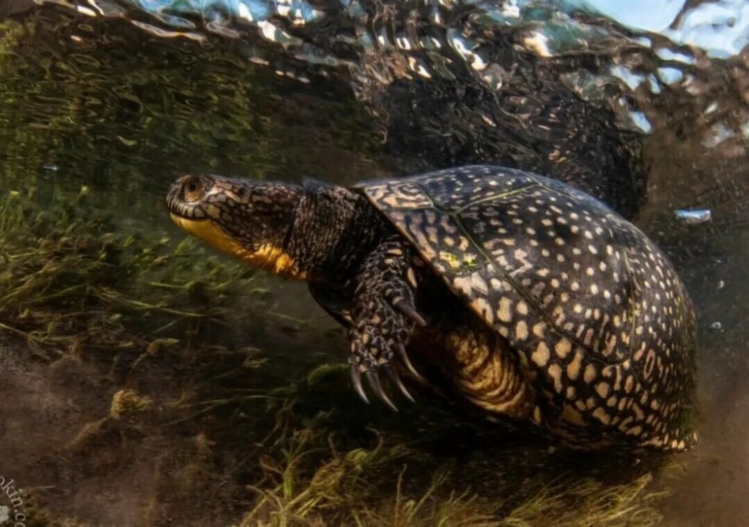 自然界の驚くべきカメたち:12 種類のタフで驚異的な生存能力を解明