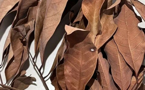 Are Longan Leaves Useful for Turtle Keeping: Beware of 3 Major Risks and the Real Pros and Cons