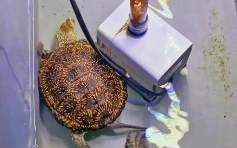 欧泽龟为什么不建议养：揭秘身价暴涨 3 倍背后的猫腻