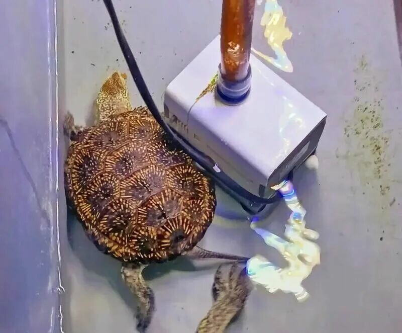 欧泽龟为什么不建议养：揭秘身价暴涨 3 倍背后的猫腻