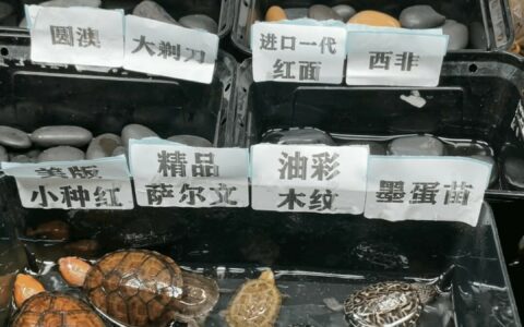 如何辨别滤镜龟：3 招识破直播间套路