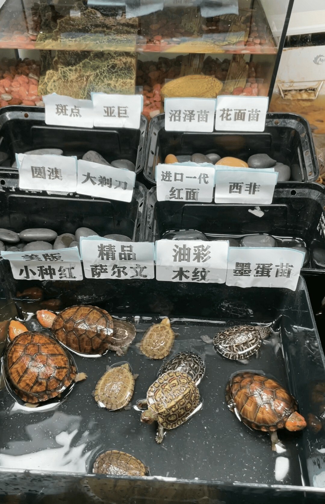如何辨别滤镜龟：3 招识破直播间套路