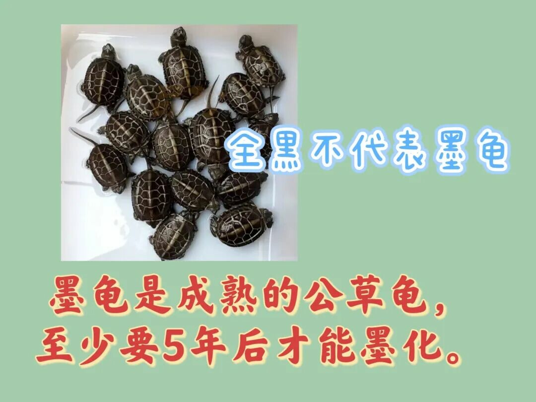 网上买龟防骗指南：识别 8 种常见陷阱