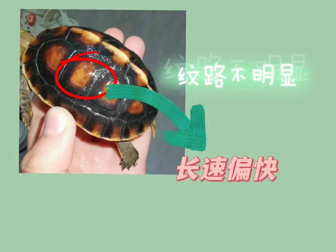 网上买龟防骗指南:识别 8 种常见陷阱