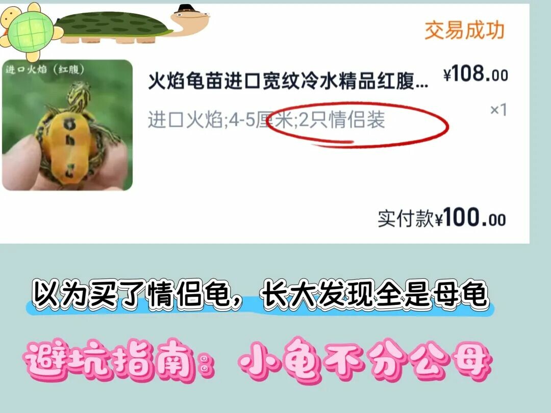 网上买龟防骗指南：识别 8 种常见陷阱