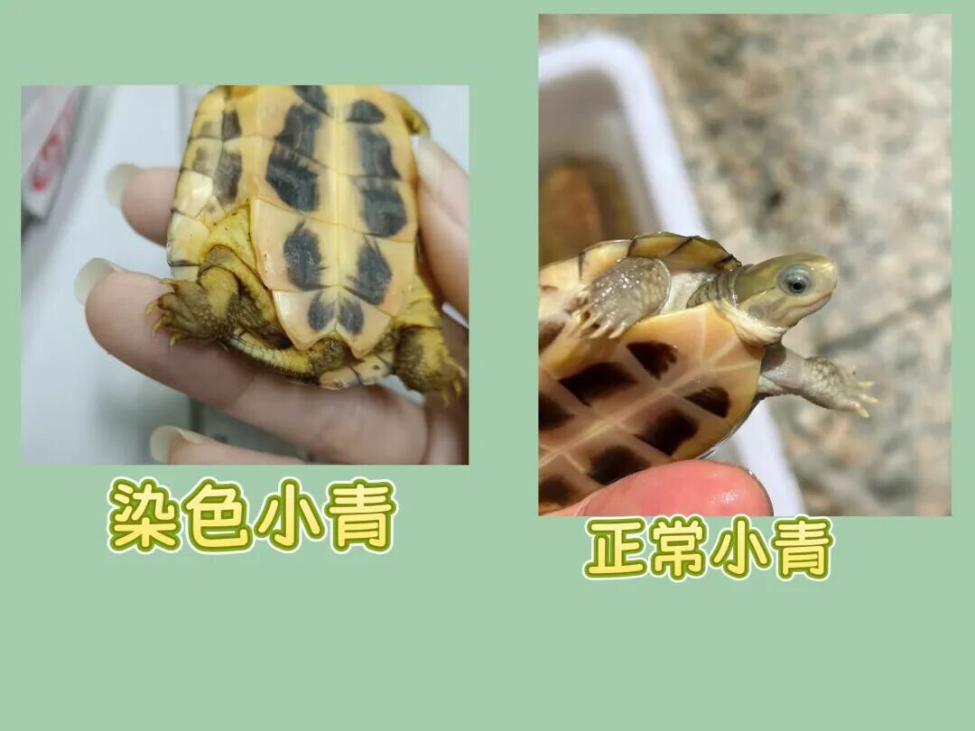 网上买龟防骗指南:识别 8 种常见陷阱