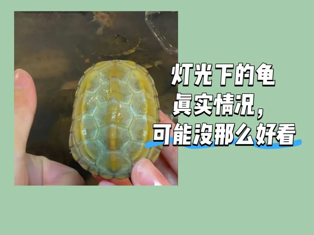网上买龟防骗指南:识别 8 种常见陷阱