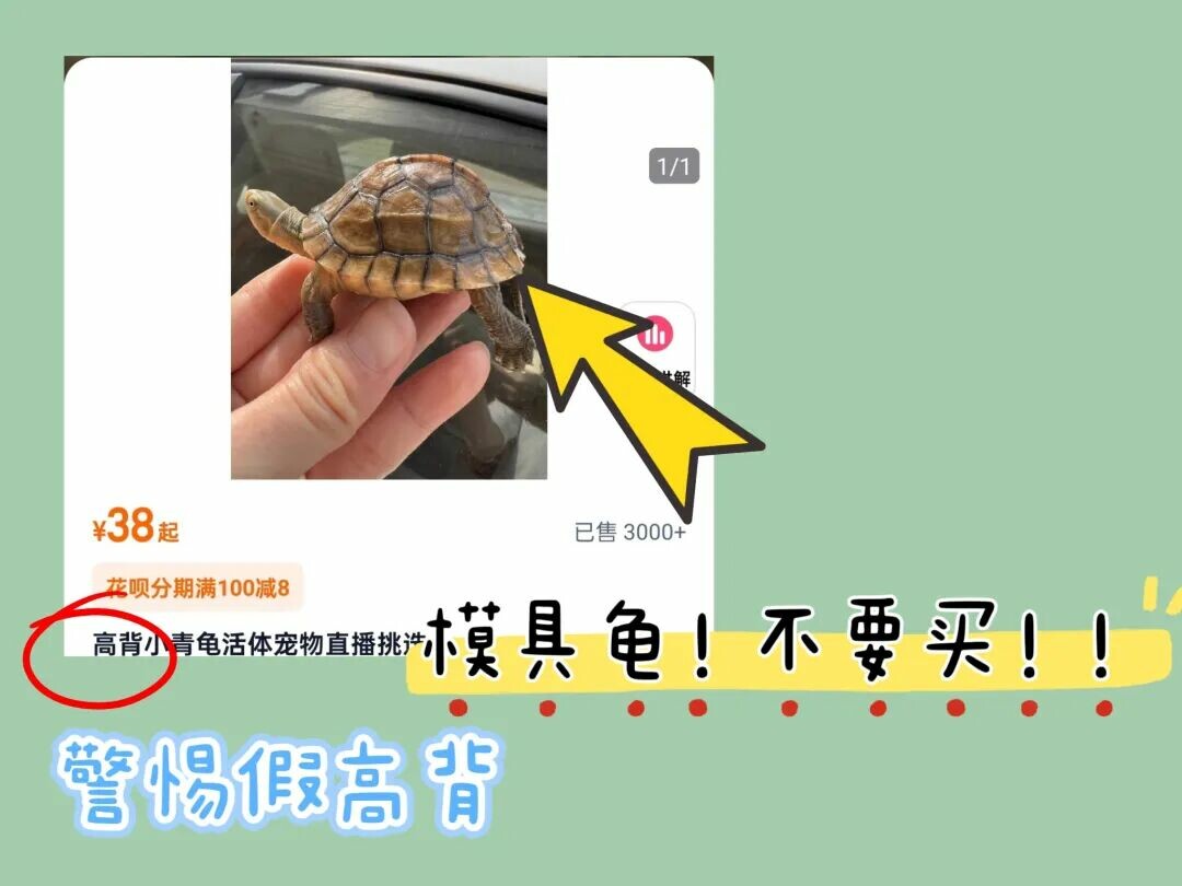 网上买龟防骗指南:识别 8 种常见陷阱
