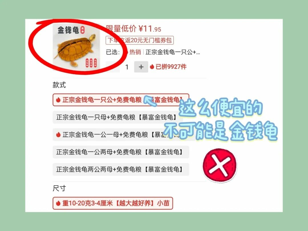 网上买龟防骗指南：识别 8 种常见陷阱
