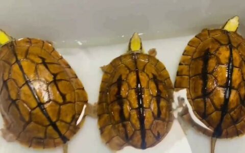 新手买龟怎么挑：8 个核心细节避开温室龟与病龟