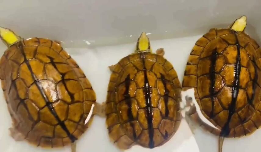 百科全书