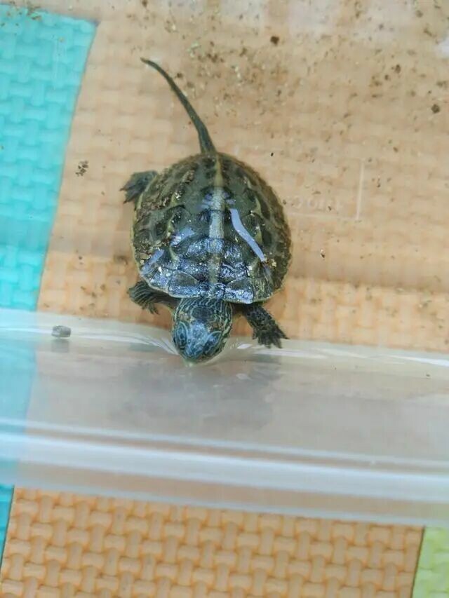 新手养龟防骗指南：识破 5 大买龟骗局