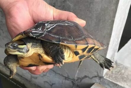 如何挑选优质种龟品种：5 招避开买龟骗局