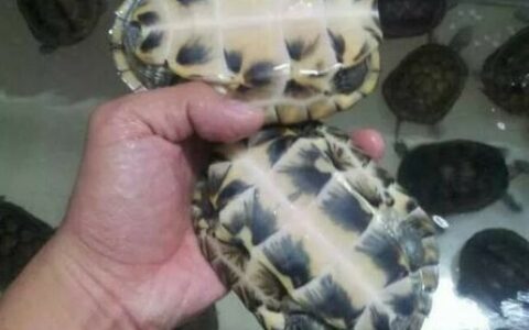 如何挑选优质种龟品种：5 招避开买龟骗局