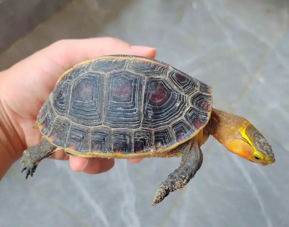 中国の在来種のカメにはどんな種類がいる?:国亀 15 種の完全図鑑
