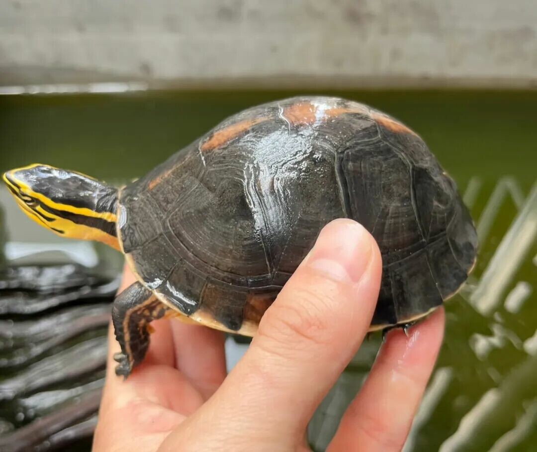 中国の在来種のカメにはどんな種類がいる?:国亀 15 種の完全図鑑