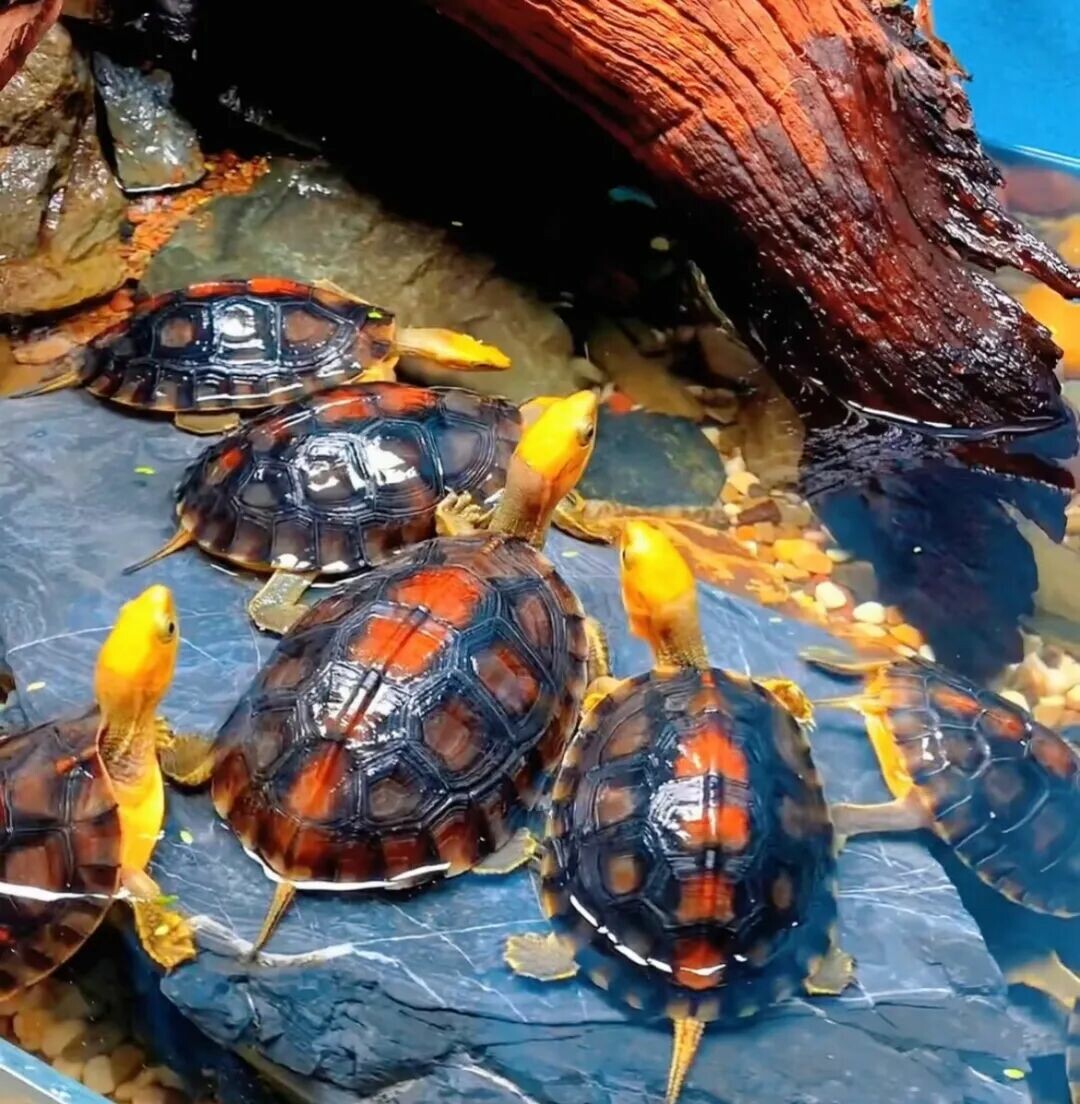 中国の在来種のカメにはどんな種類がいる?:国亀 15 種の完全図鑑