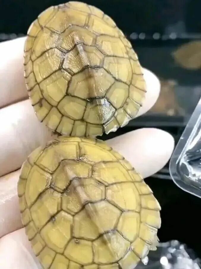 适合新手养的龟:这 3 种皮实好养且互动性强