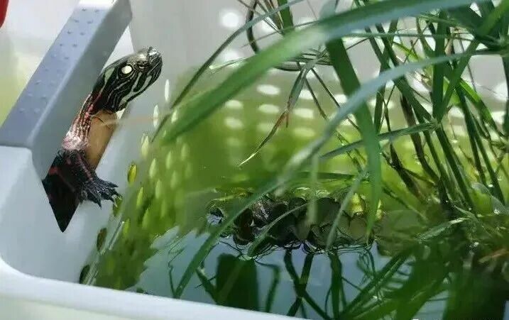 适合新手养的龟:这 3 种皮实好养且互动性强
