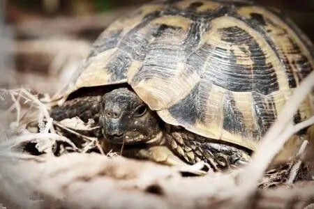 如何挑选健康的乌龟:新手避坑必看的 15 个标准