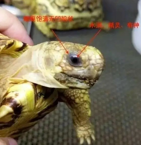 如何挑选健康的乌龟:新手避坑必看的 15 个标准