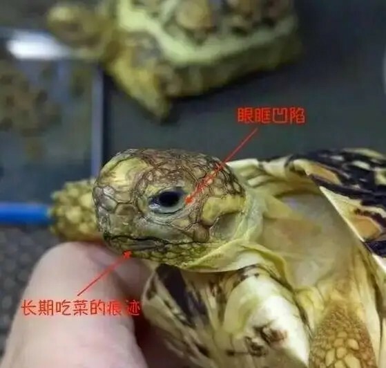 如何挑选健康的乌龟:新手避坑必看的 15 个标准