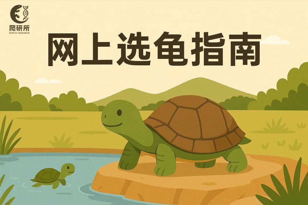 线上买龟注意事项：避开这 3 个致命陷阱